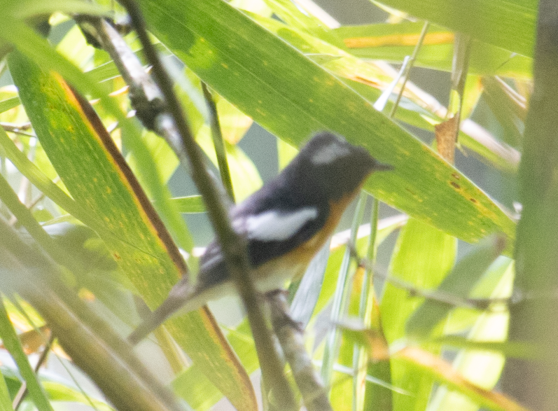 ムギマキ - ML507259181