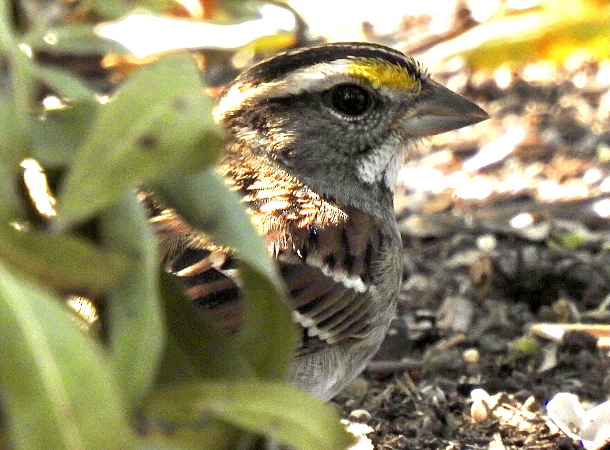White-throated Sparrow - ML507260311