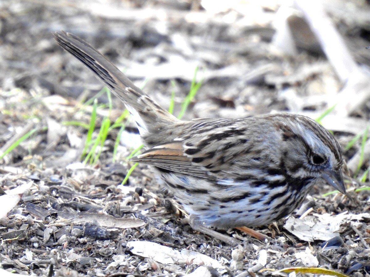 Song Sparrow - ML507260371