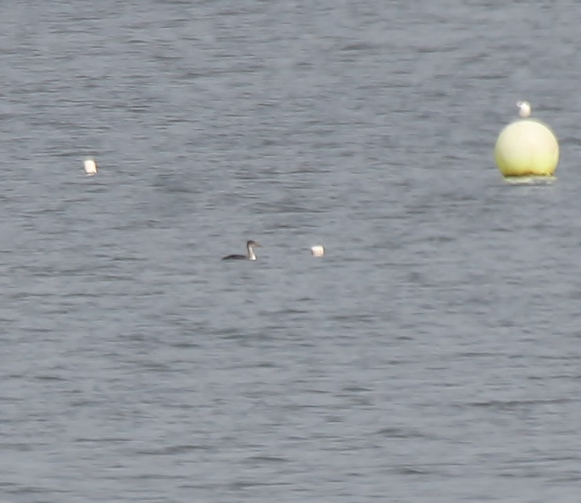 Red-necked Grebe - ML507262751