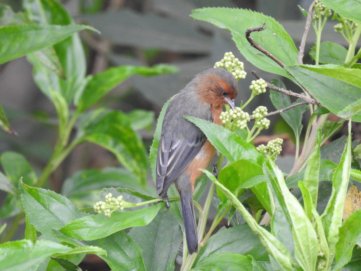 Rufous-browed Conebill - Paz A. Irola