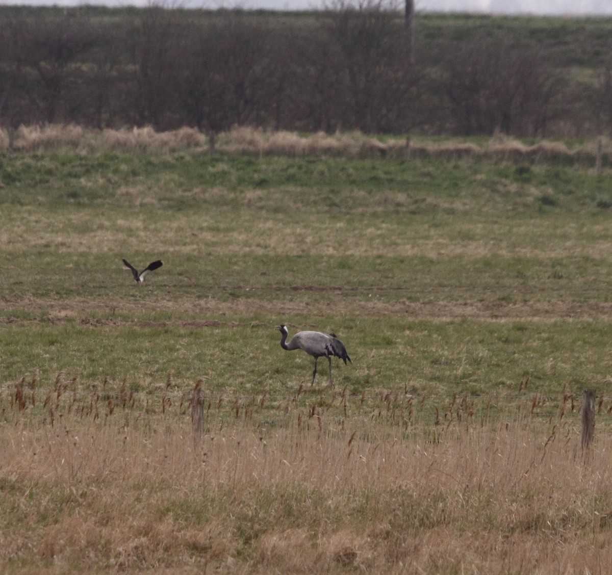 Common Crane - Andrew Steele