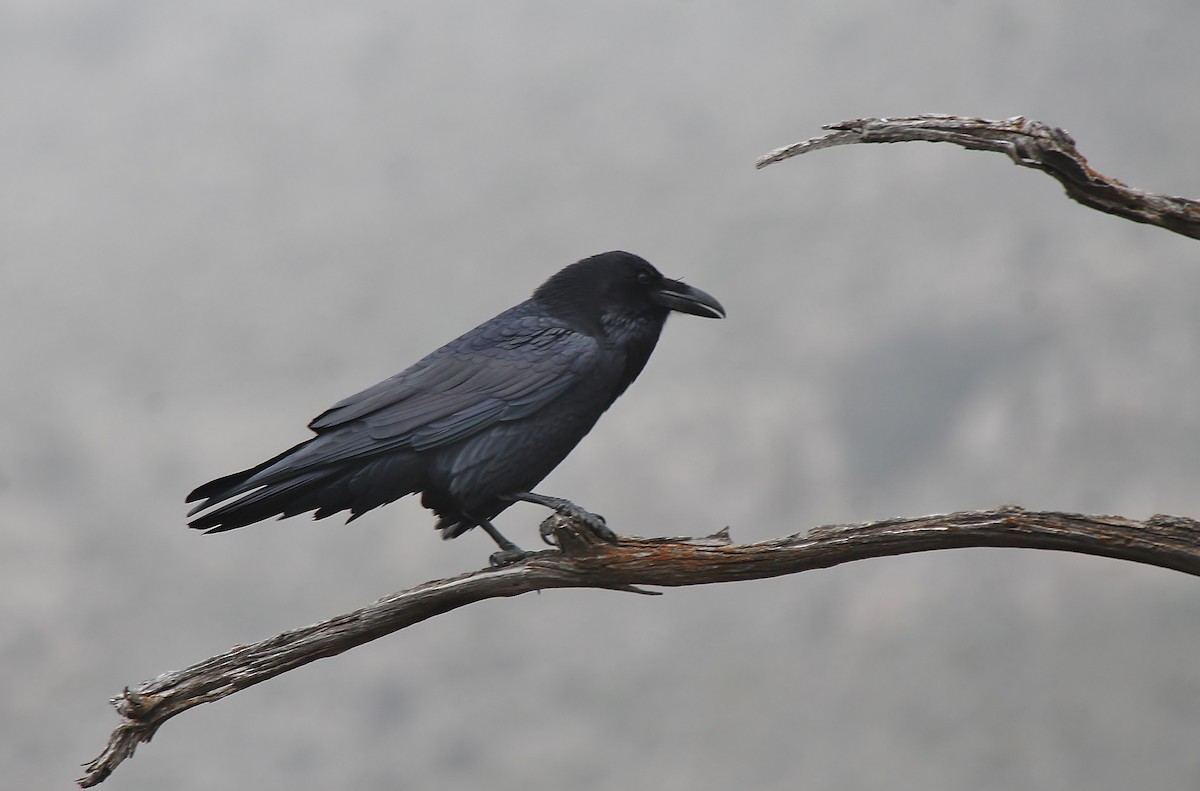 Common Raven - ML507265301
