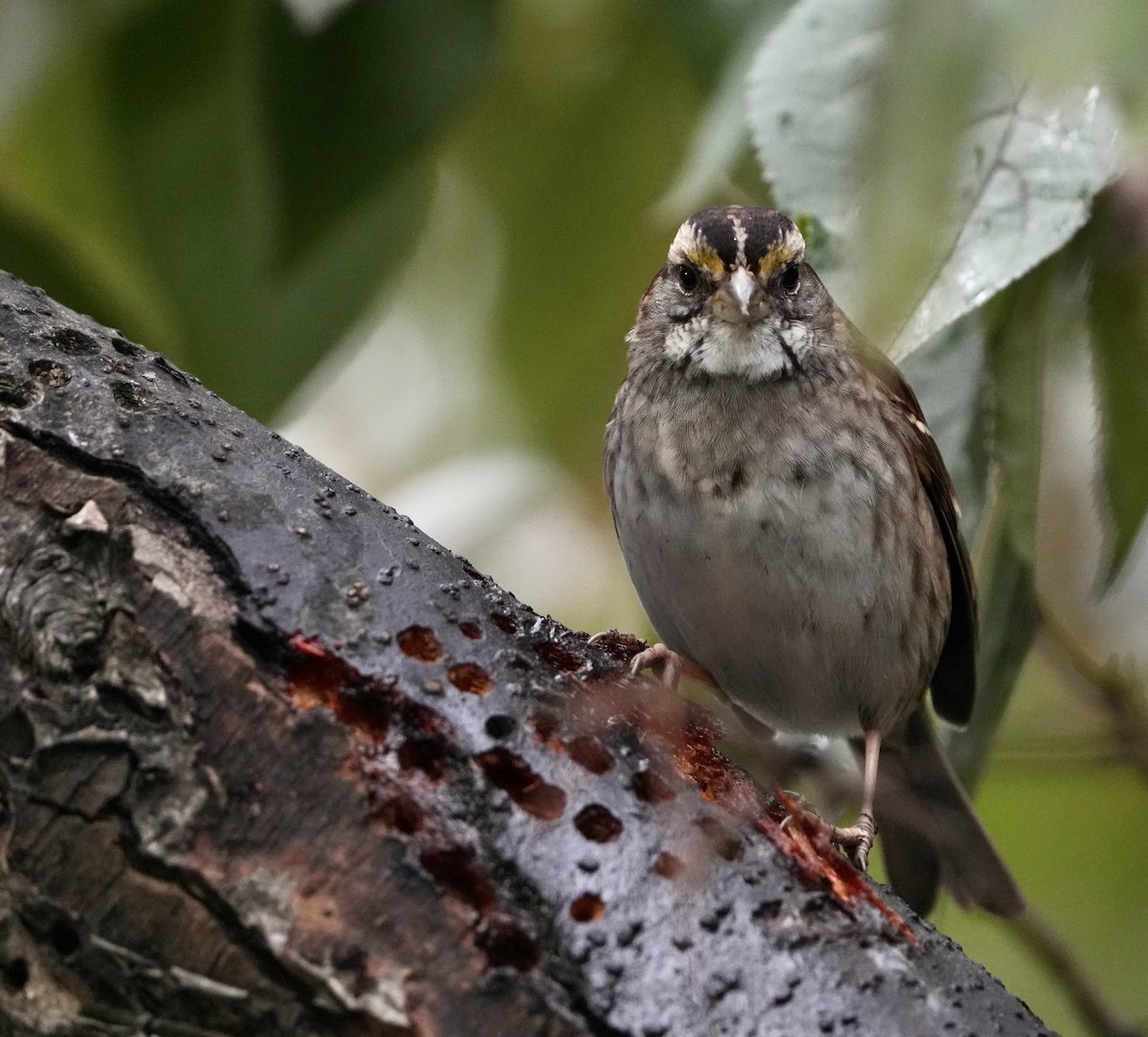 White-throated Sparrow - ML507265341