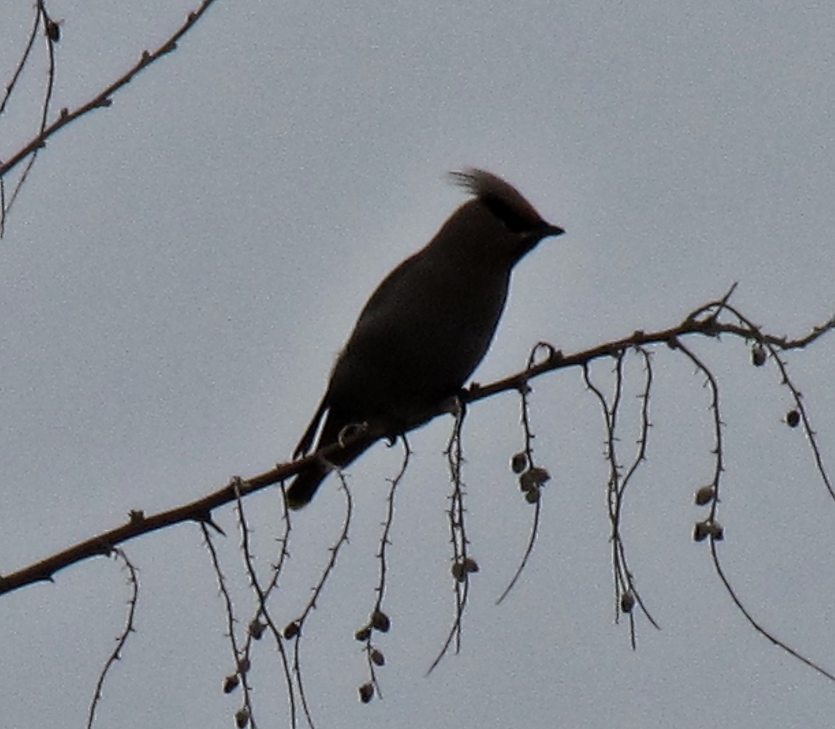 Bohemian Waxwing - ML50726601