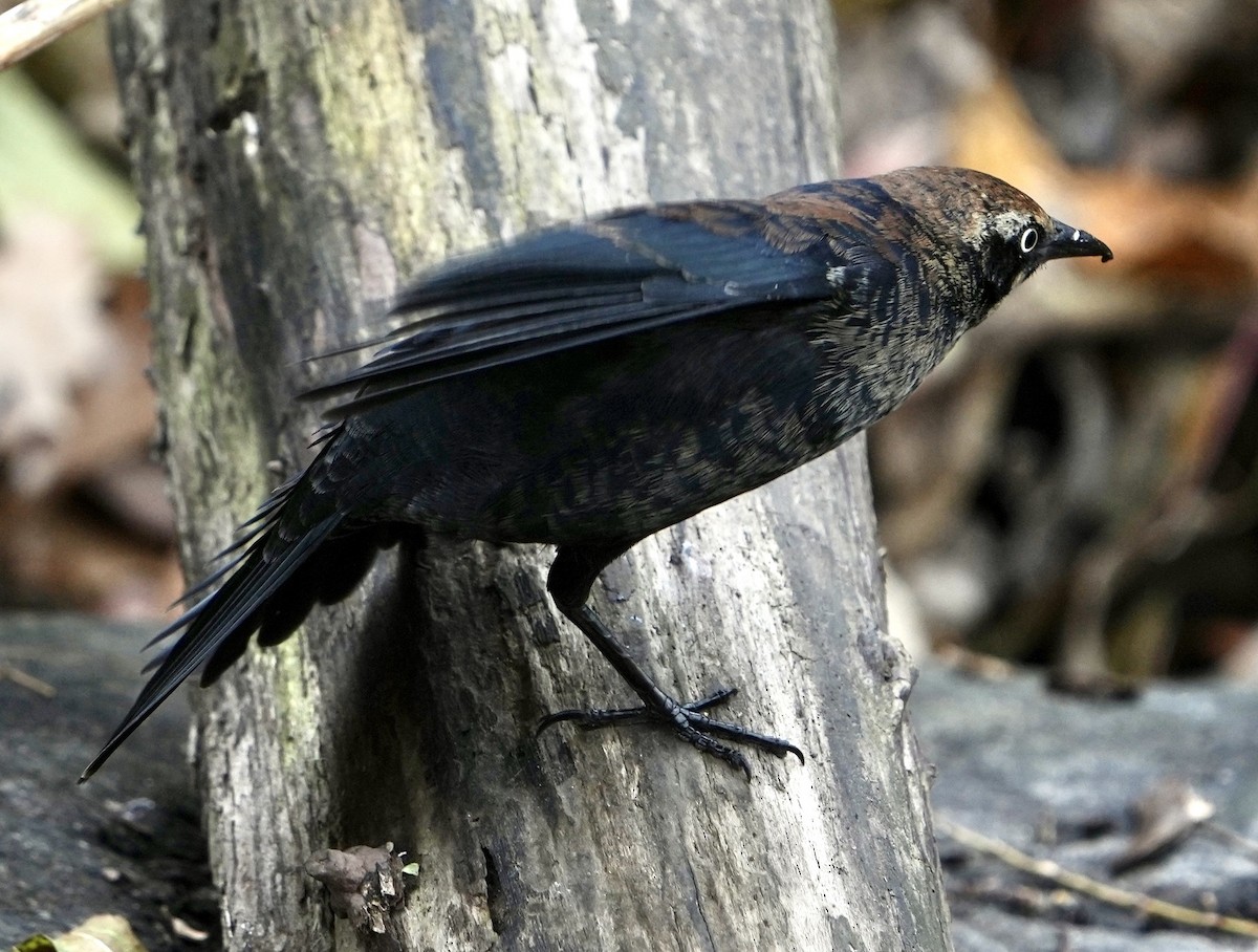 Rusty Blackbird - Annette Teng