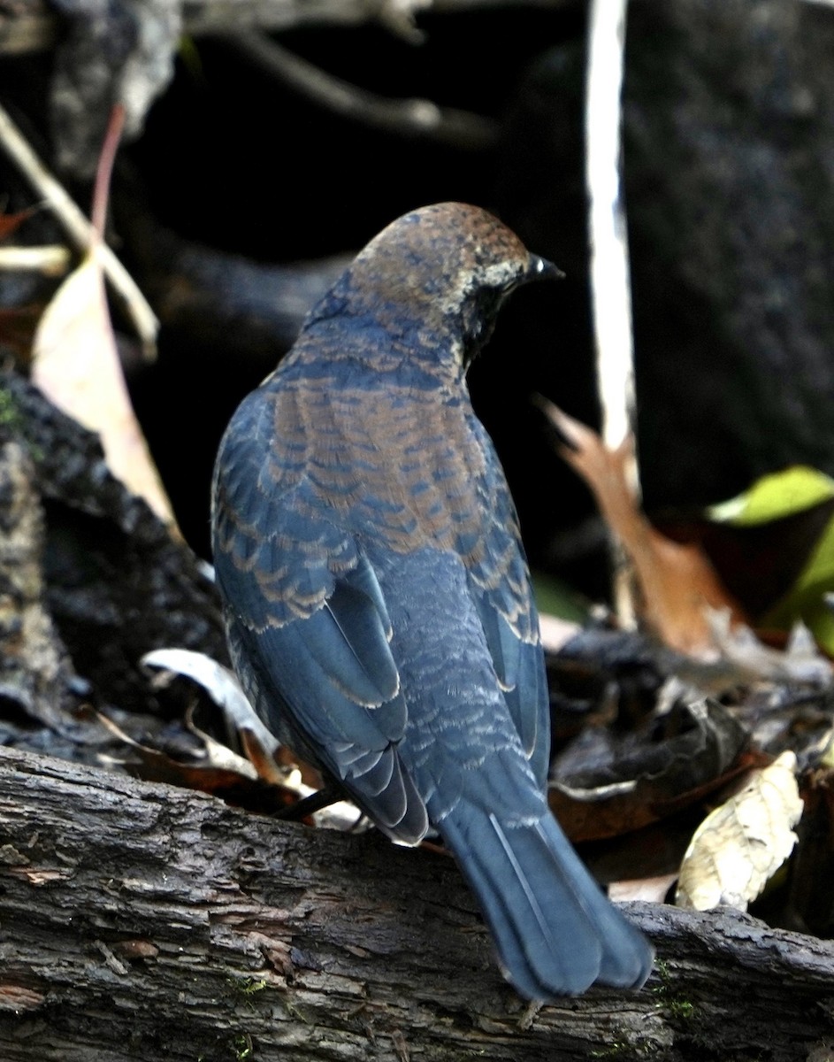 Rusty Blackbird - Annette Teng