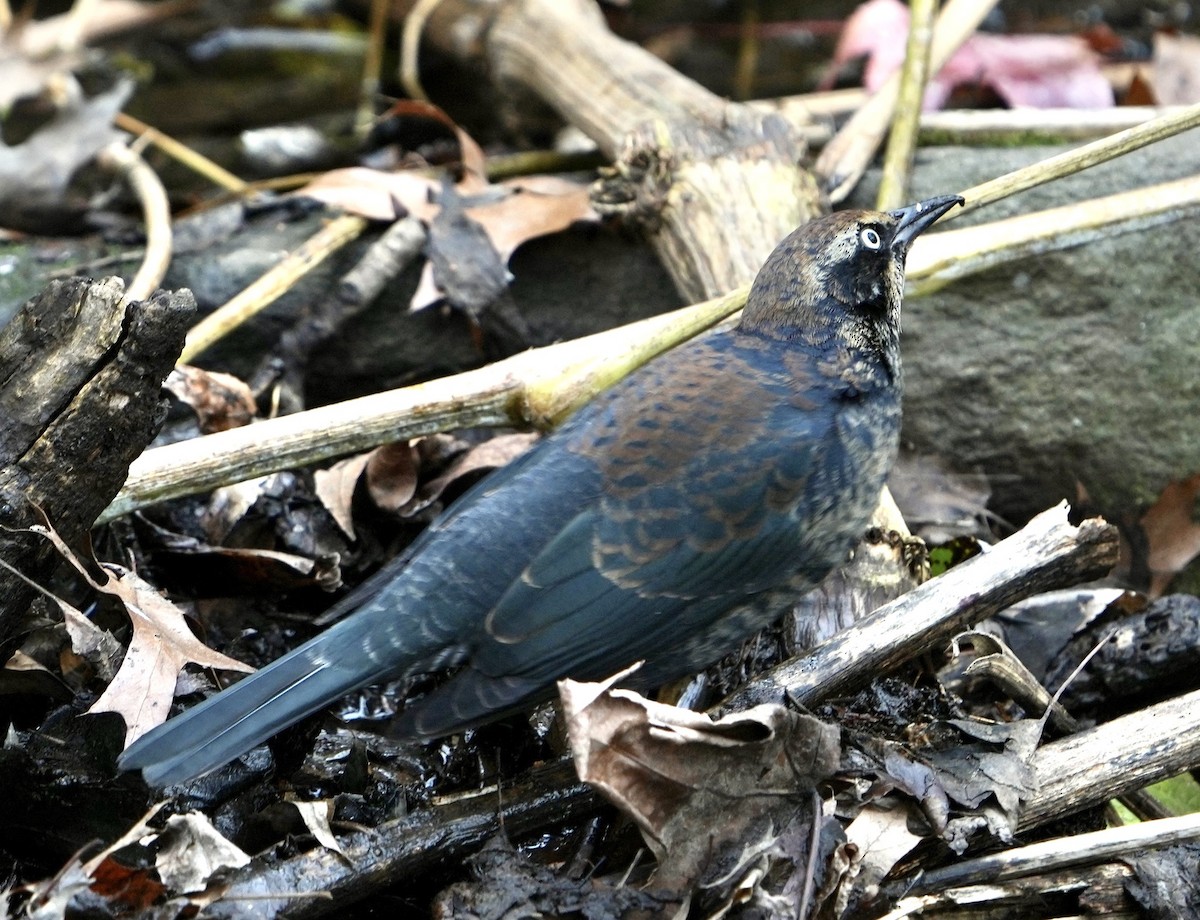 Rusty Blackbird - ML507267211