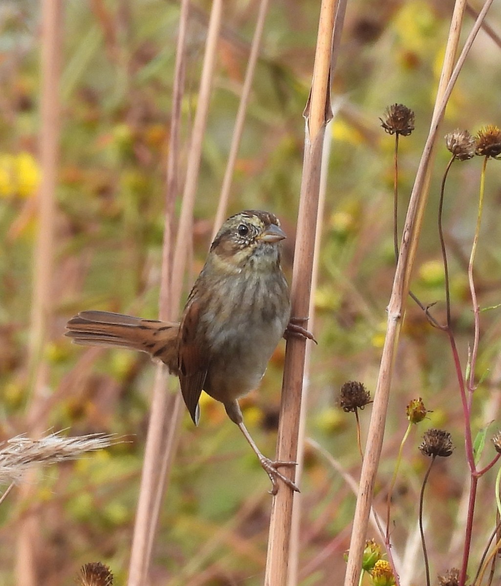 Swamp Sparrow - ML507271241