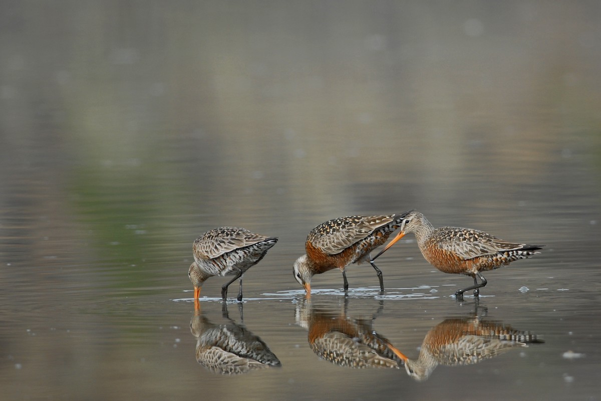 Hudsonian Godwit - Cameron Eckert