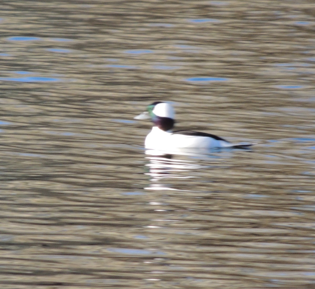 Bufflehead - ML50727191