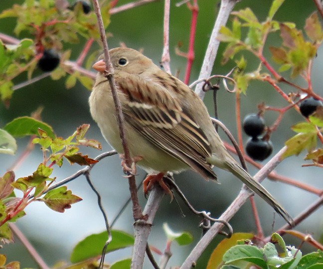 Field Sparrow - ML507272671