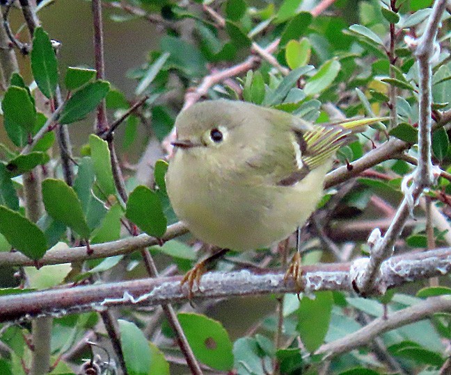 Ruby-crowned Kinglet - ML507272831