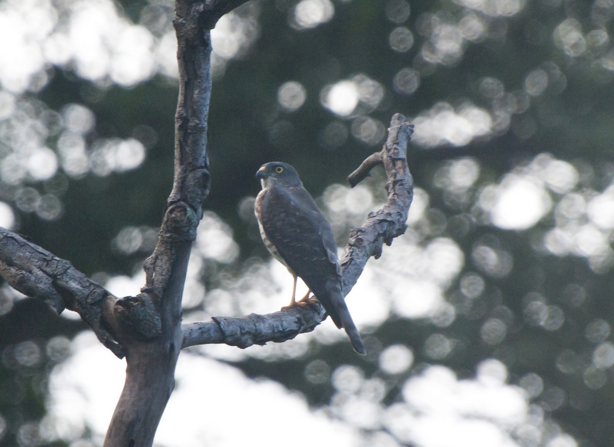 Chinese Sparrowhawk - ML507274481