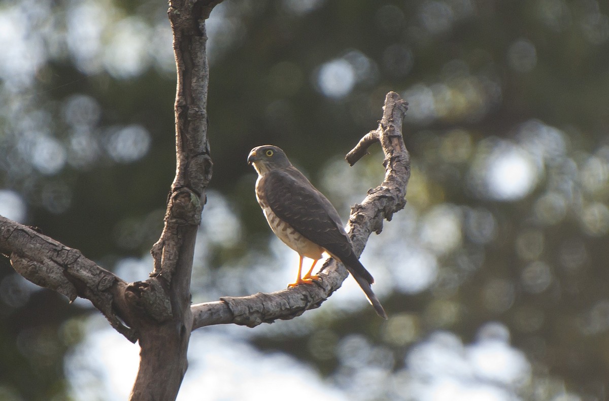 Chinese Sparrowhawk - ML507274491