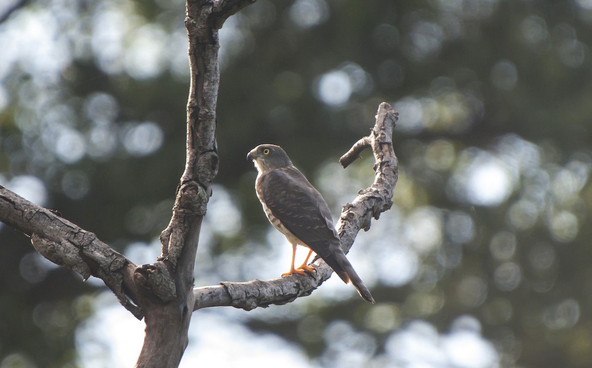 Chinese Sparrowhawk - ML507274501