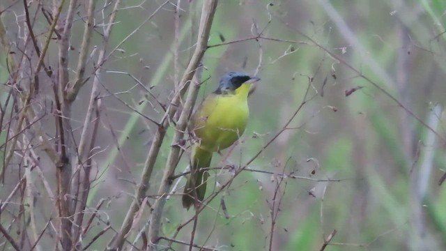 Gray-crowned Yellowthroat - ML507274611