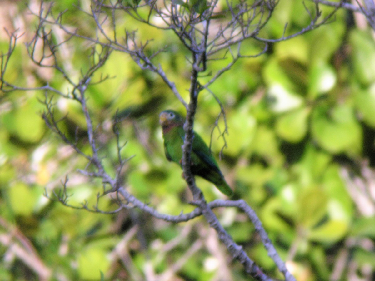 Yellow-billed Parrot - Brennan Mulrooney