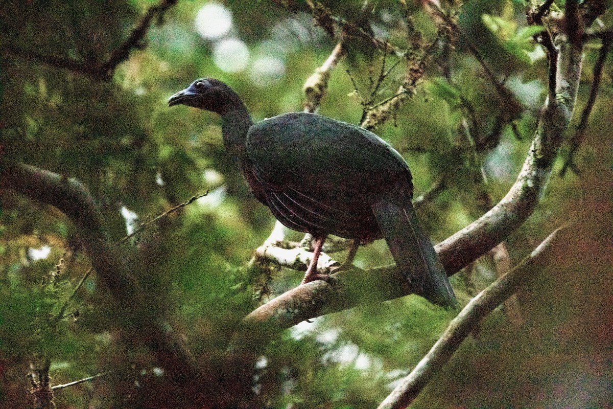Sickle-winged Guan - ML507275191