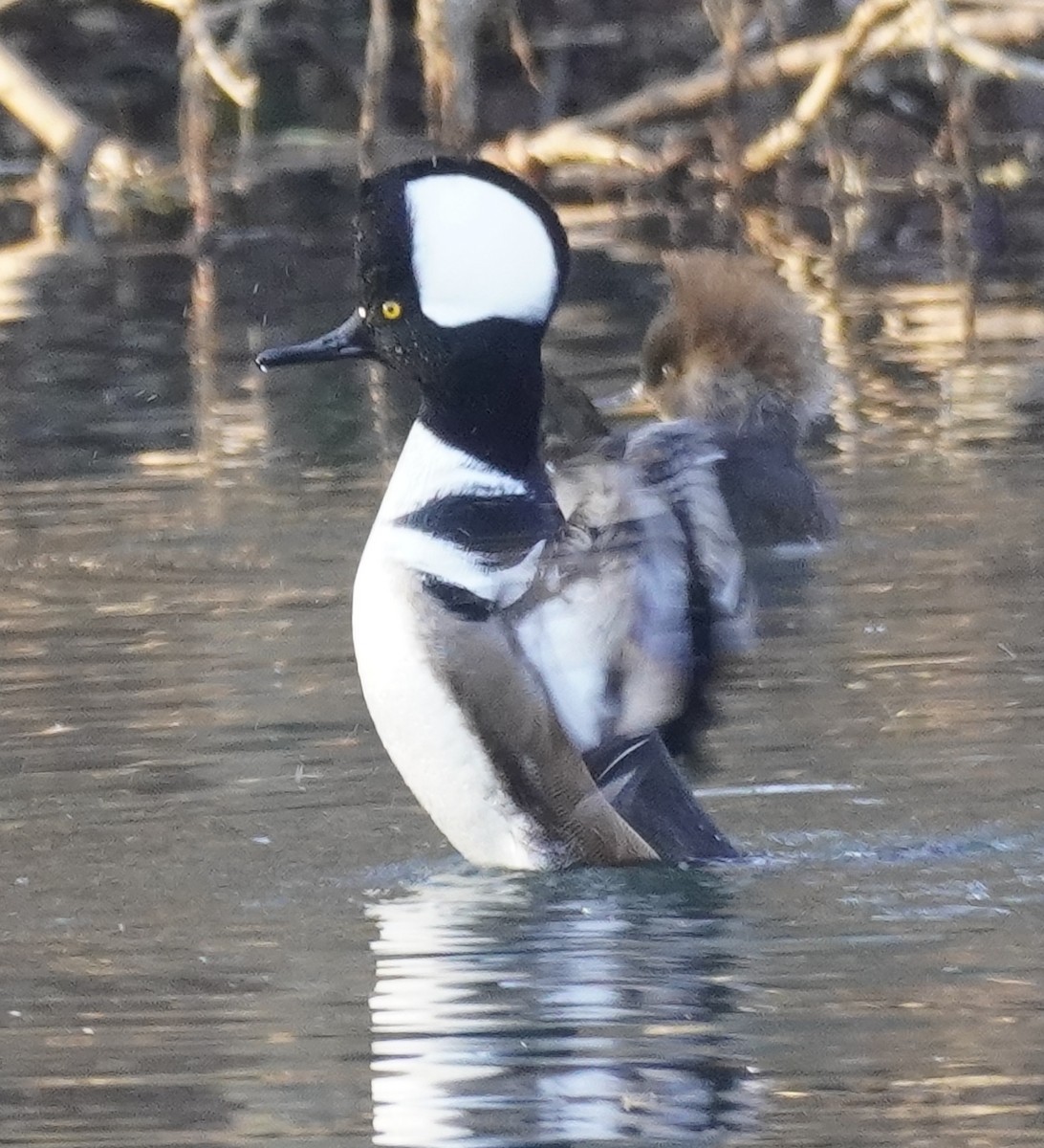 Hooded Merganser - ML507275391