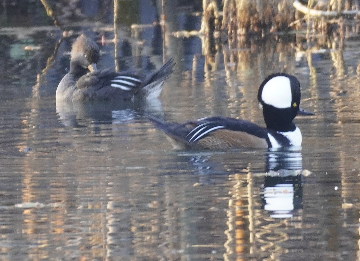 Hooded Merganser - ML507275401