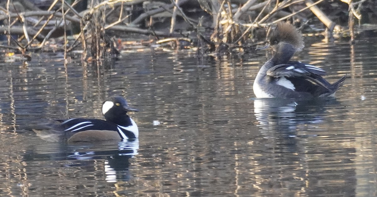 Hooded Merganser - ML507275421