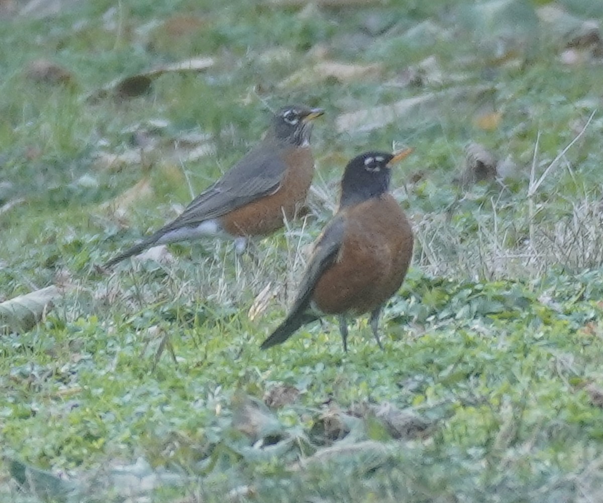 American Robin - ML507275451