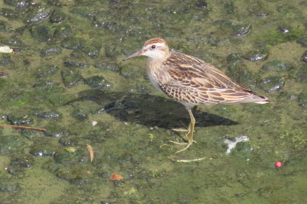 Sharp-tailed Sandpiper - Eloise Martinez