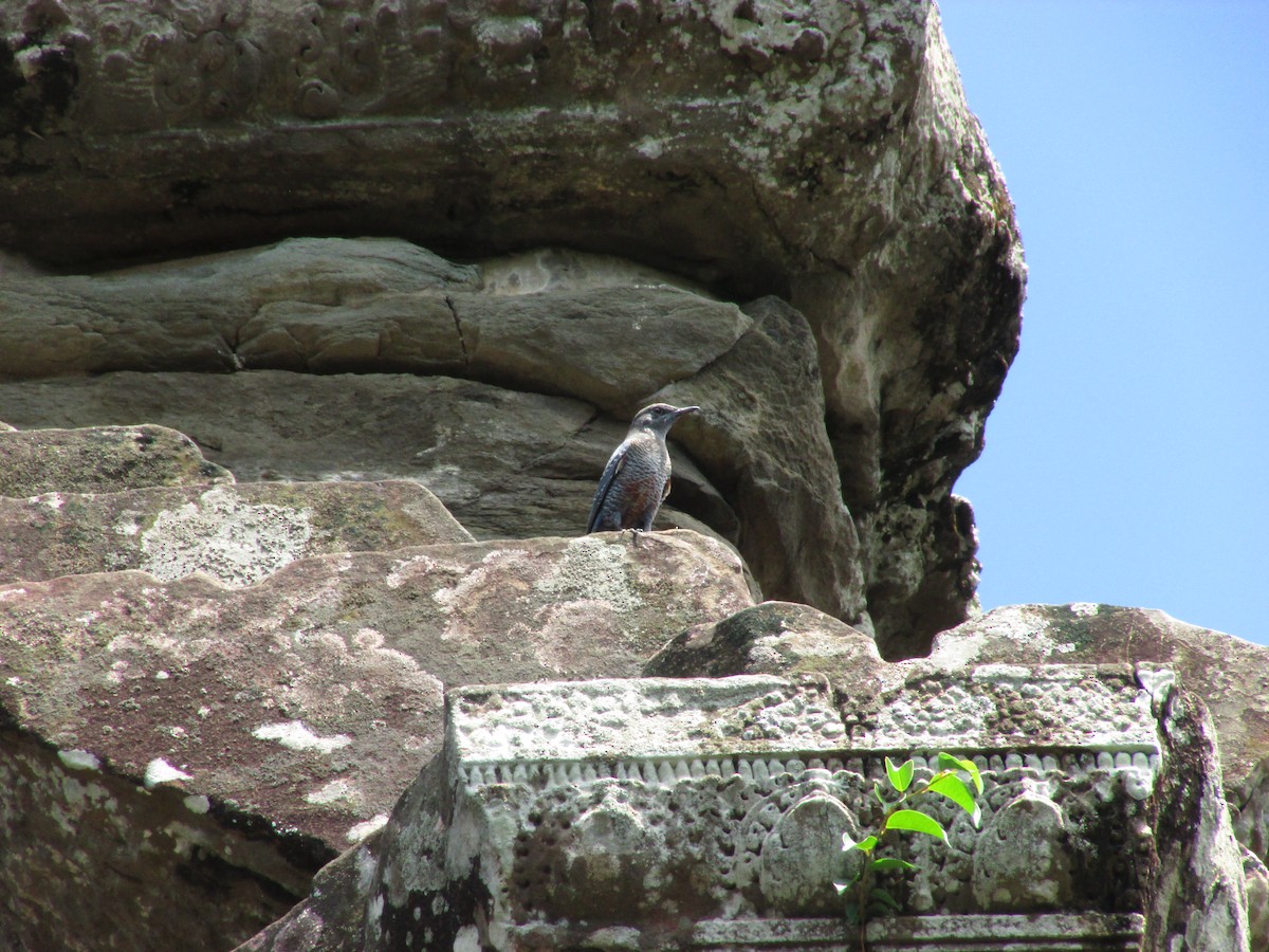 Blue Rock-Thrush - ML507275761