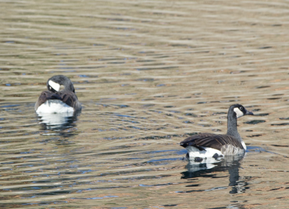 Canada Goose - ML507275921