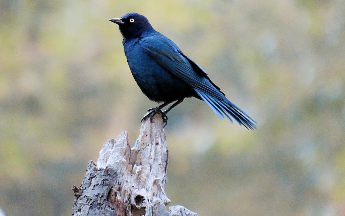 Brewer's Blackbird - ML507275961