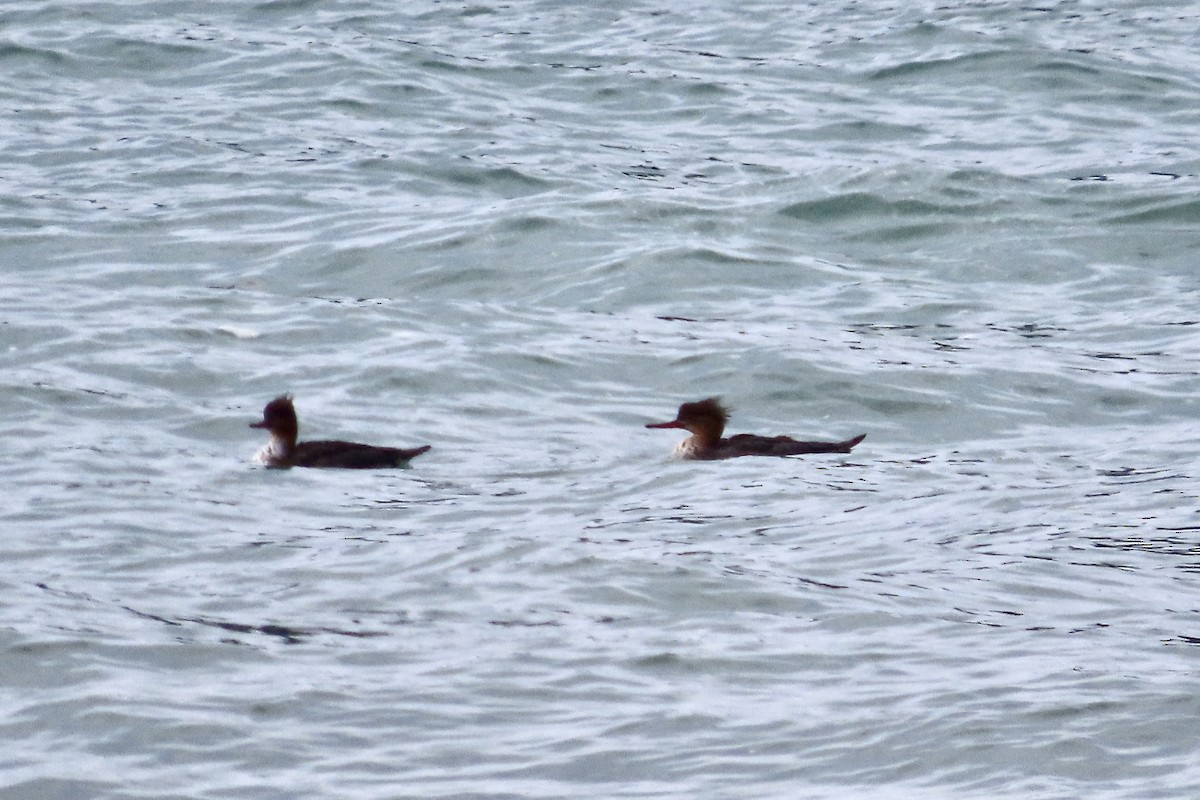 Red-breasted Merganser - ML507277401