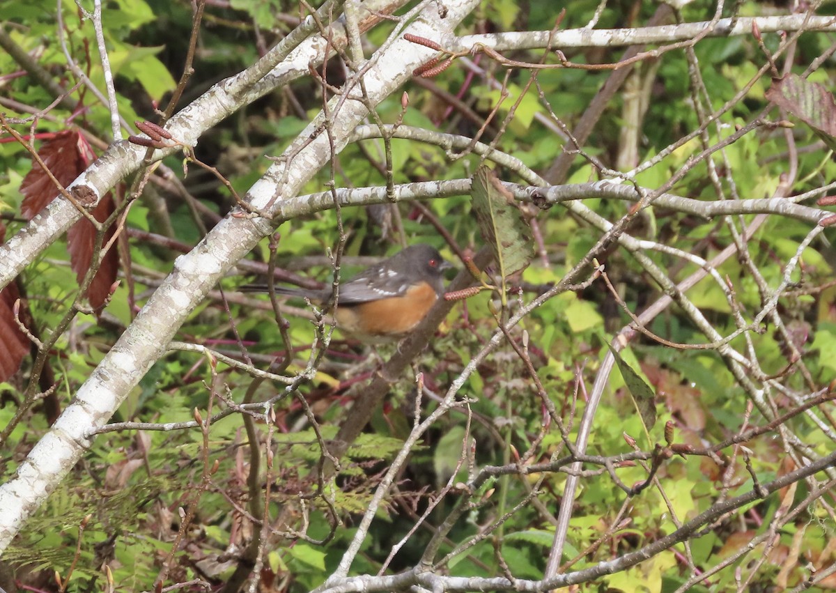 ホシワキアカトウヒチョウ - ML507277511