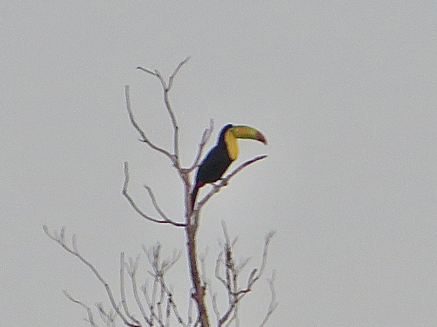 Keel-billed Toucan - Nick A. Komar Jr.