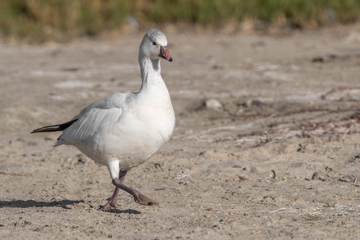 Ross's Goose - ML507278361