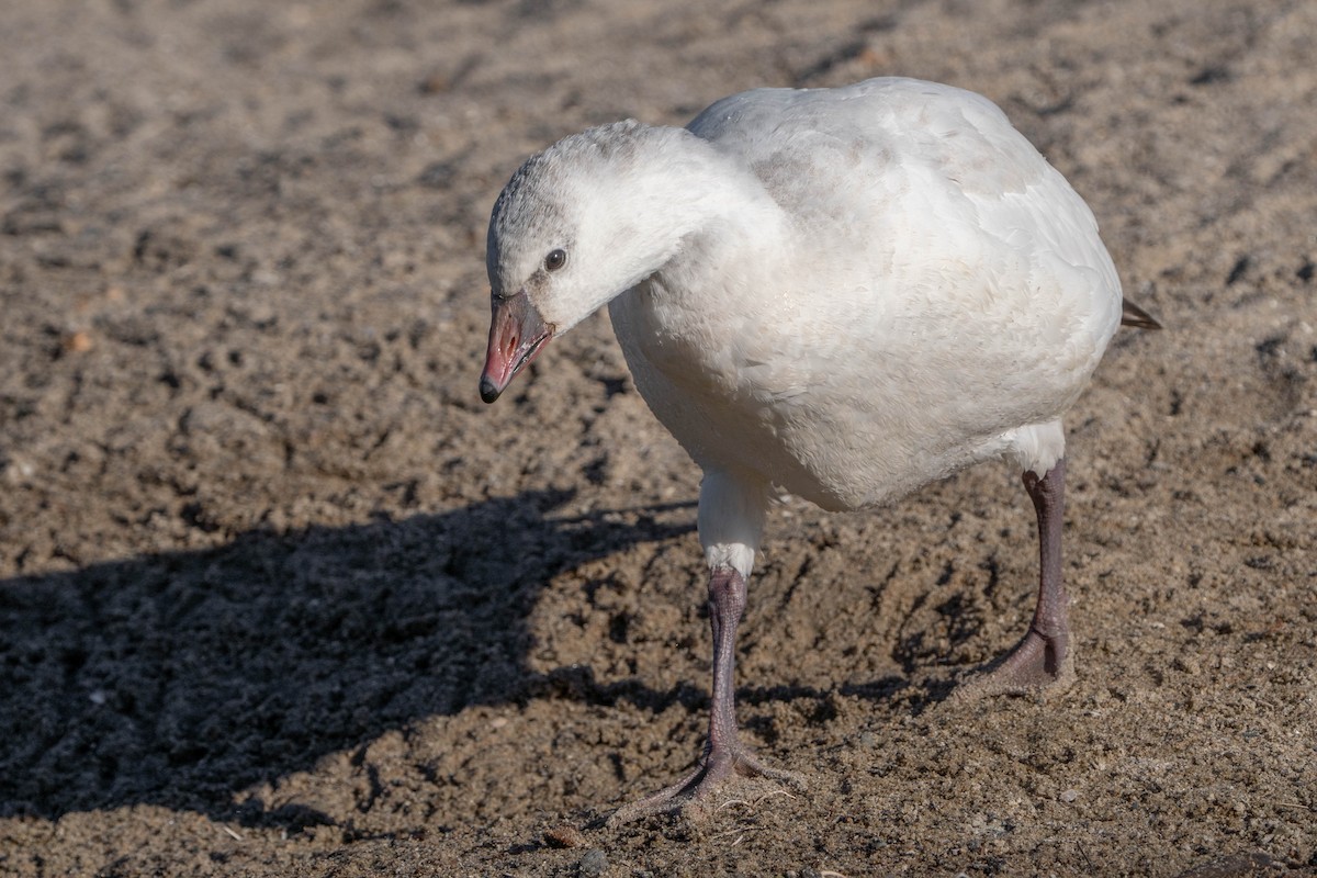 Ross's Goose - ML507278371