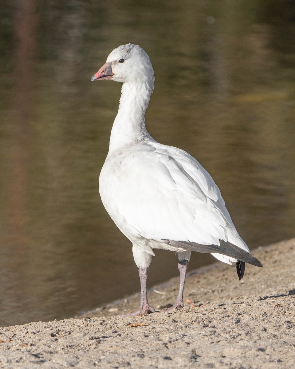Ross's Goose - ML507278381