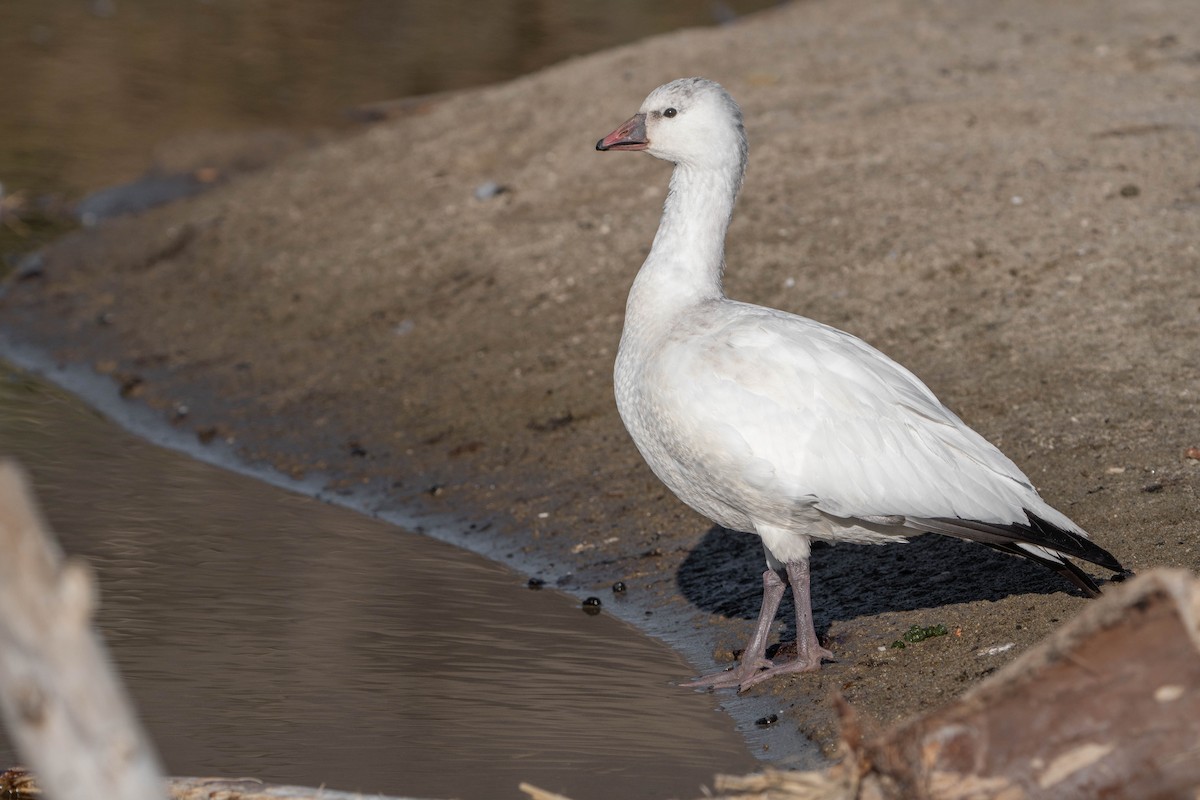 Ross's Goose - ML507278391