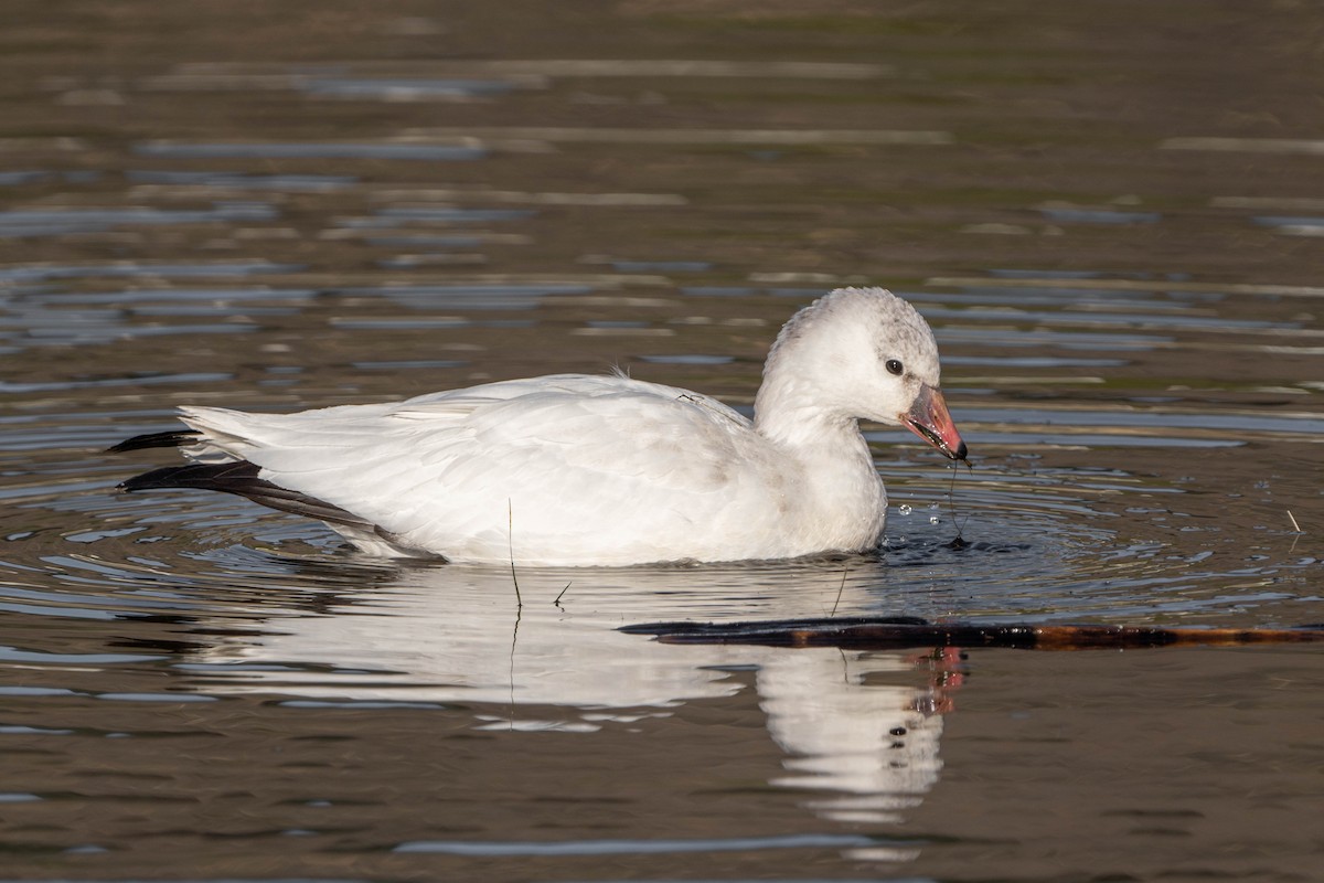 Ross's Goose - ML507278401