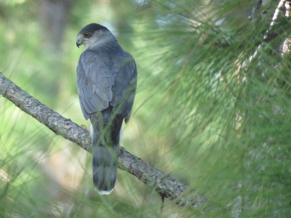 Cooper's Hawk - ML507278751