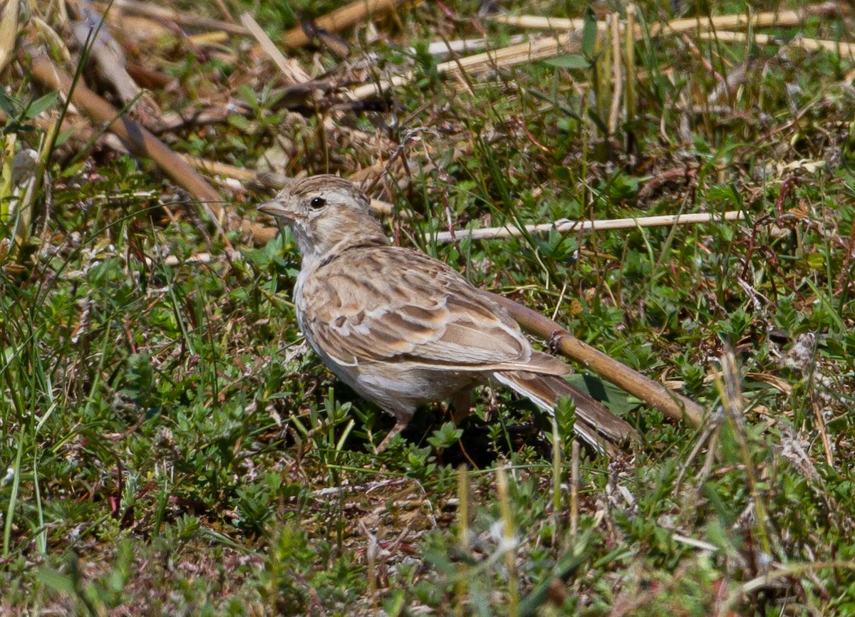 Asian Short-toed Lark - ML507279061