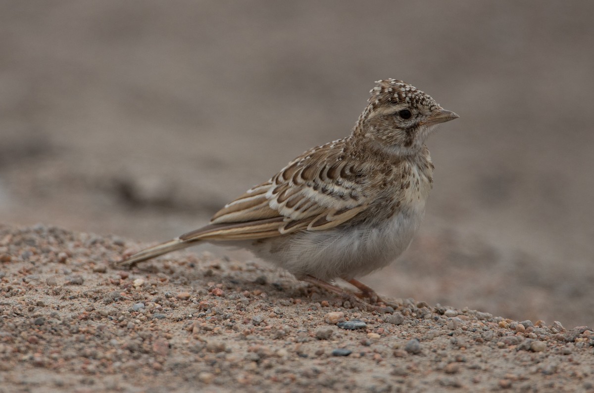 Asian Short-toed Lark - Gombobaatar Sundev