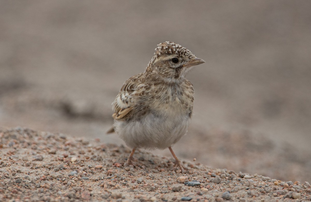 Asian Short-toed Lark - ML507279091