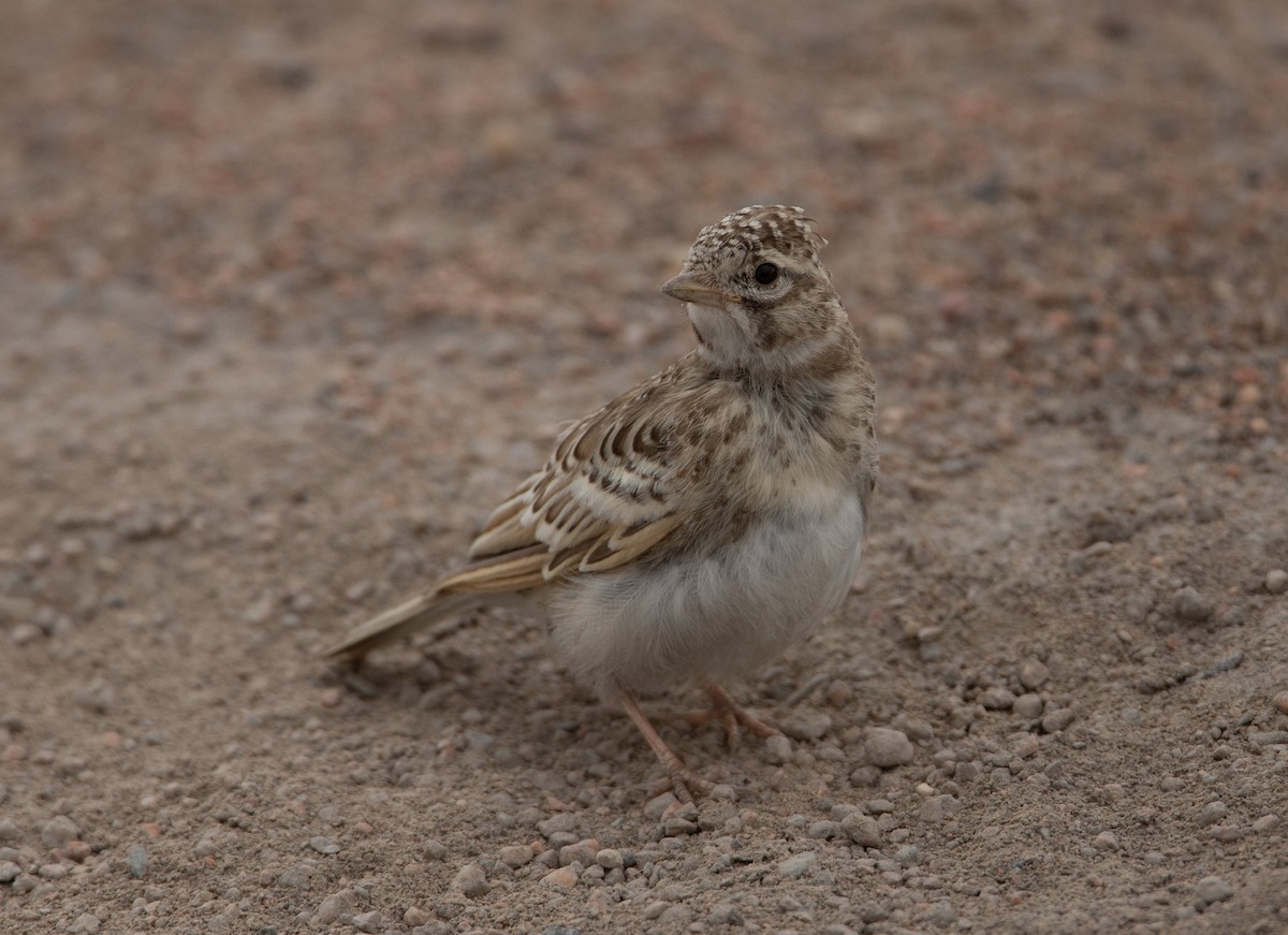 Asian Short-toed Lark - Gombobaatar Sundev