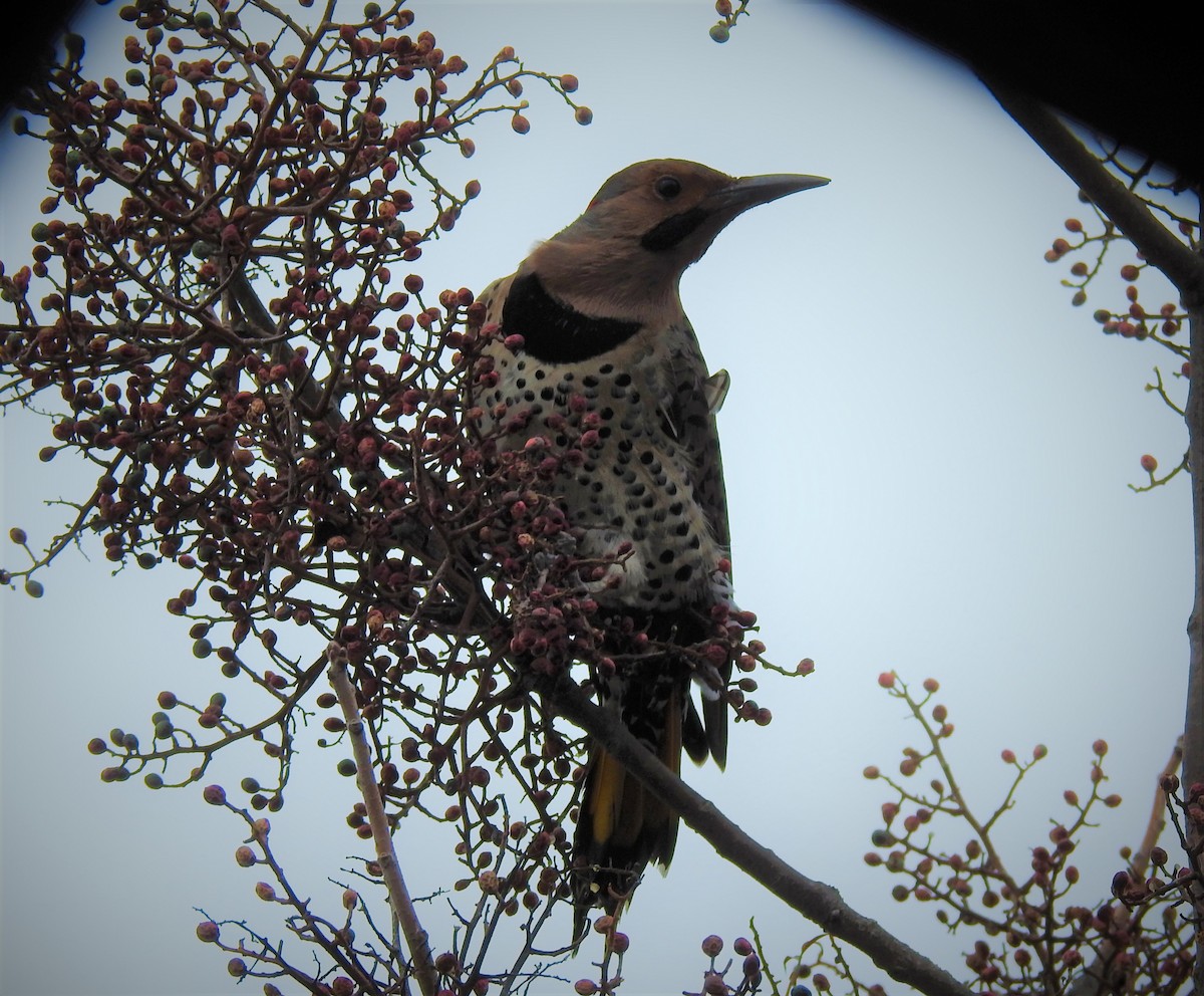 Northern Flicker (Yellow-shafted) - Caden Williams