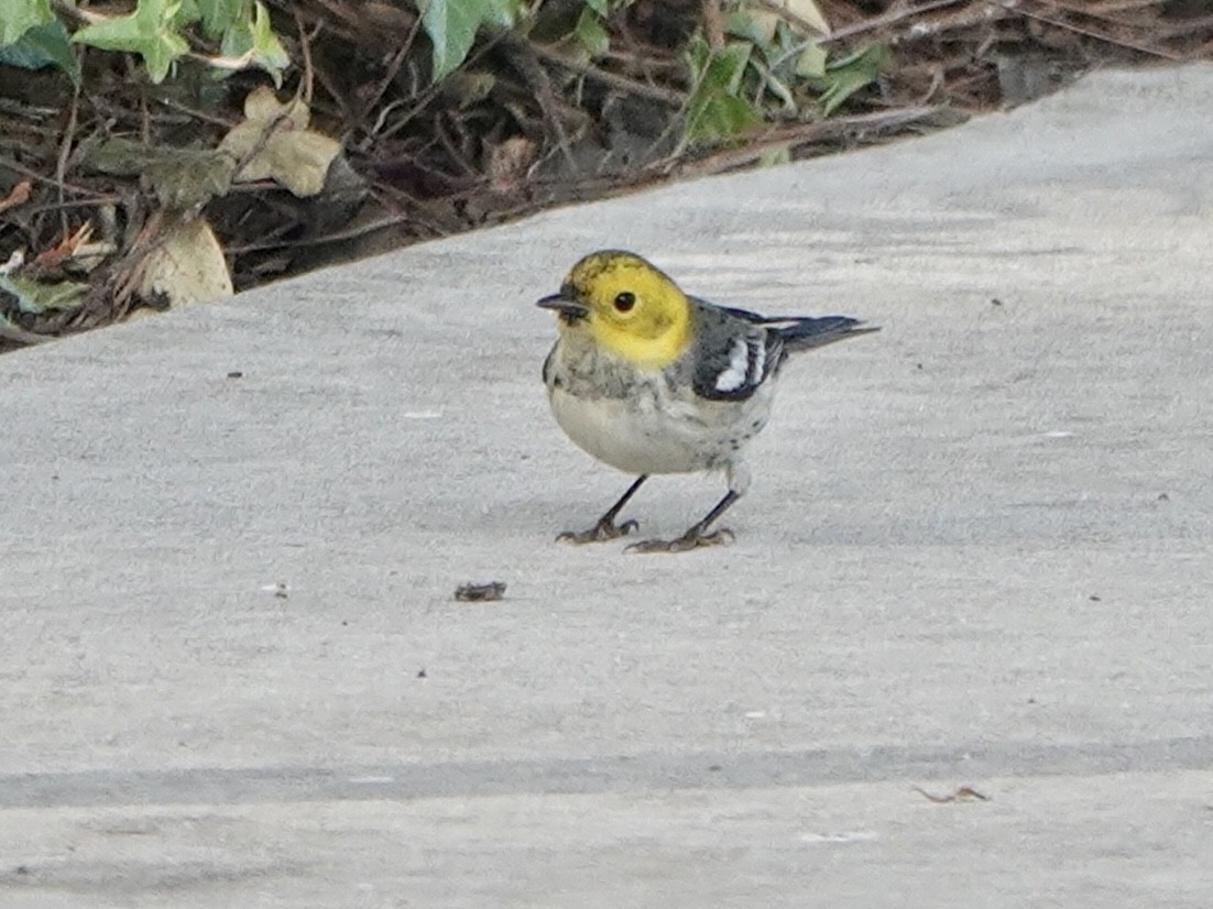 Paruline à tête jaune - ML507280161