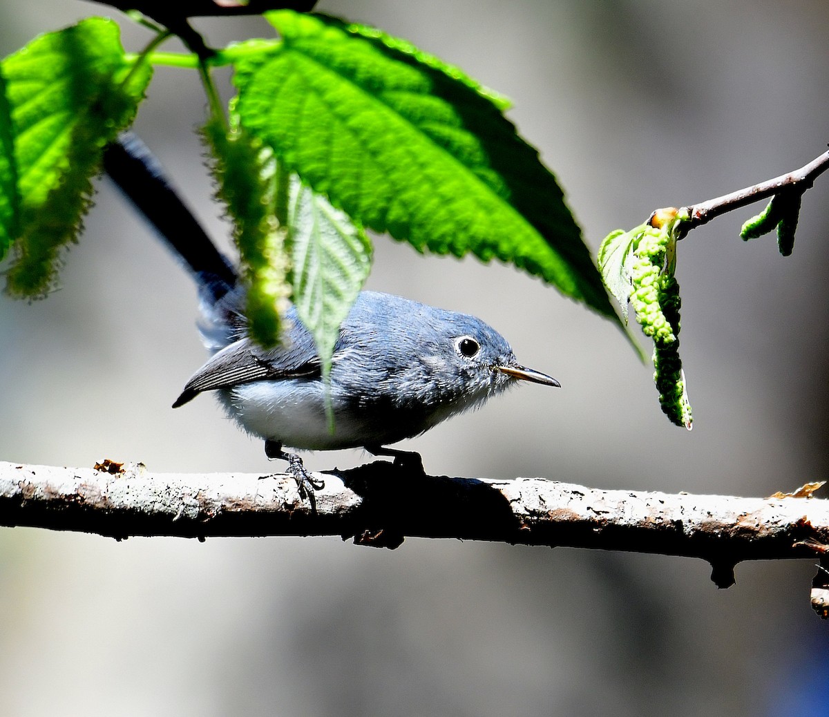 Blue-gray Gnatcatcher - ML507280471