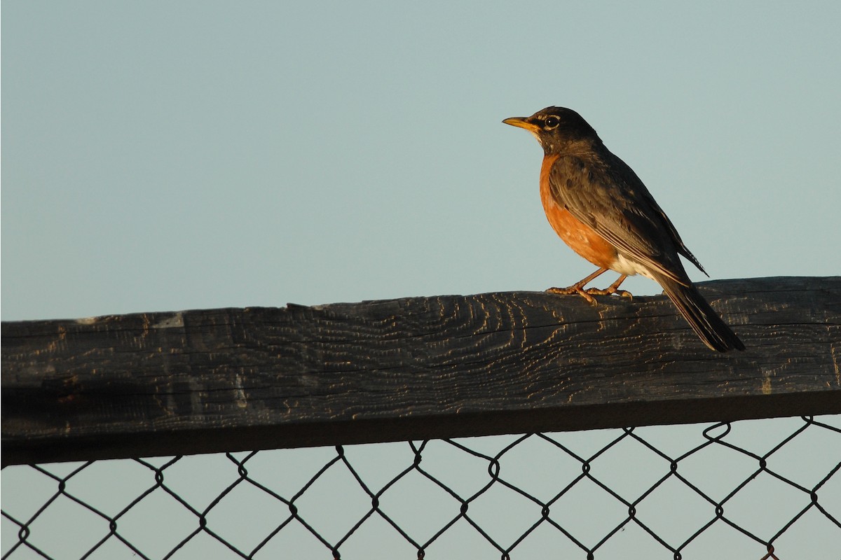 American Robin - ML50728091