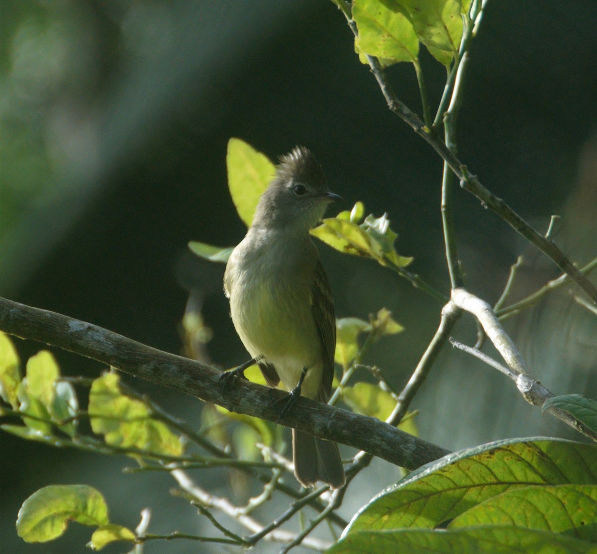 Yellow-bellied Elaenia - ML507281131