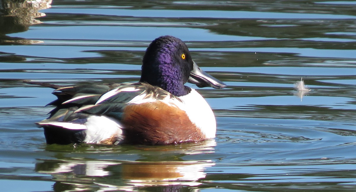 Northern Shoveler - ML507281321